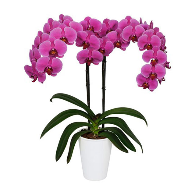 Phalaenopsis Port Elisabeth