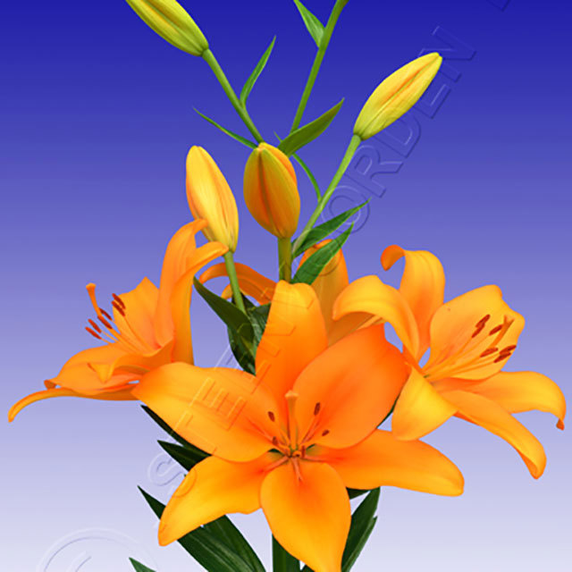 Lilium Bonsoir Fine Webbing