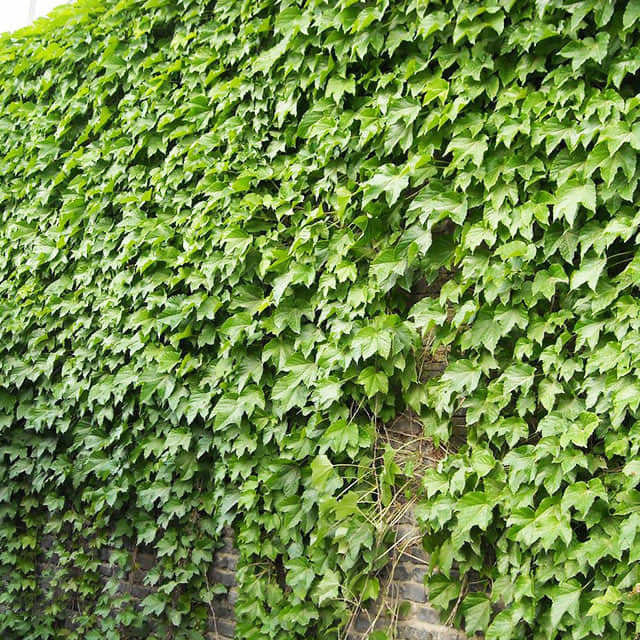 Parthenocissus henryana
