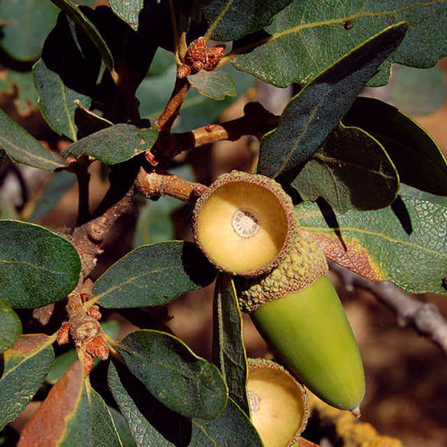 Quercus douglasii