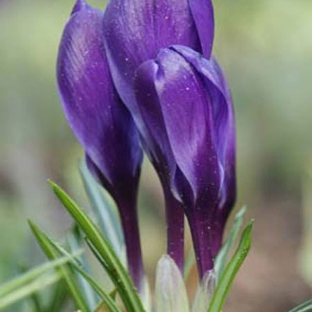 Crocus Flower Record