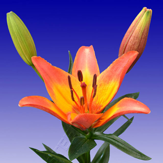 Lily Ladylike Sudden Leaf Drop