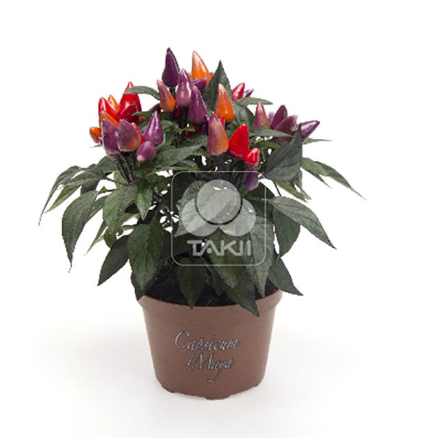 Capsicum annuum Salsa Conga Fine Webbing