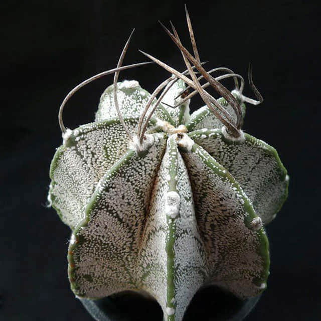 Astrophytum capricorne