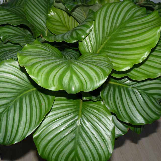 Calathea orbifolia