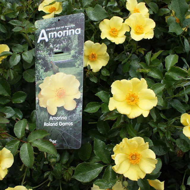 Mini Rose Roland Garros Amorina Leggy Stems