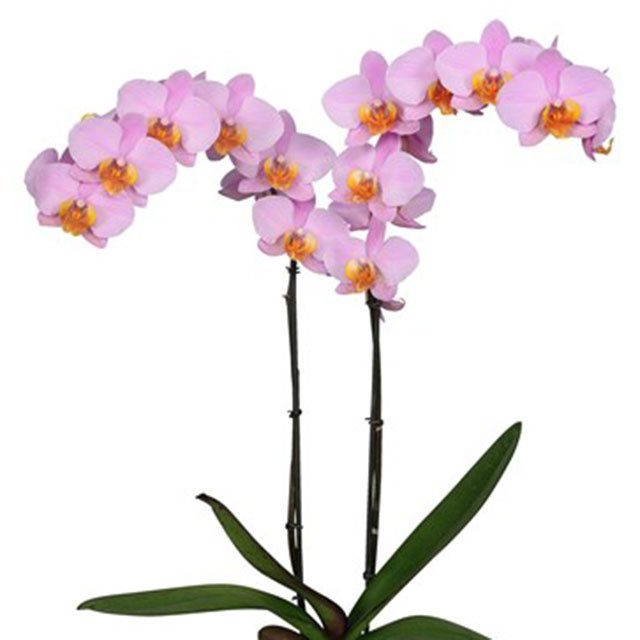 Phalaenopsis Beaumont Sudden Leaf Drop