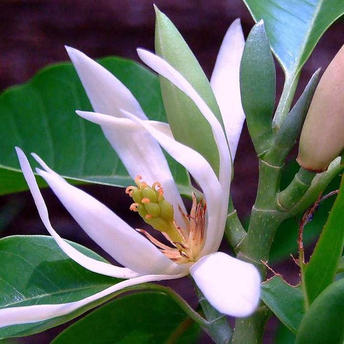 Michelia alba