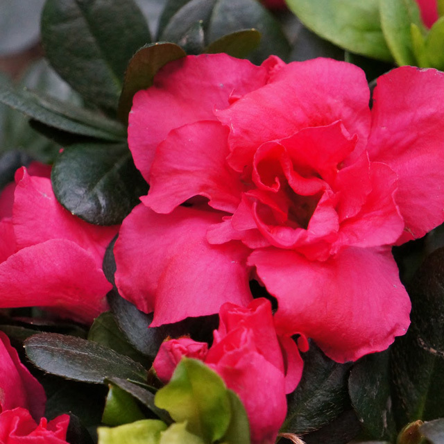 Rhododendron hybridum hot Brown Leaf Tips