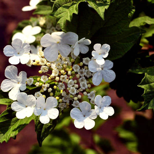 Viburnum sargentii
