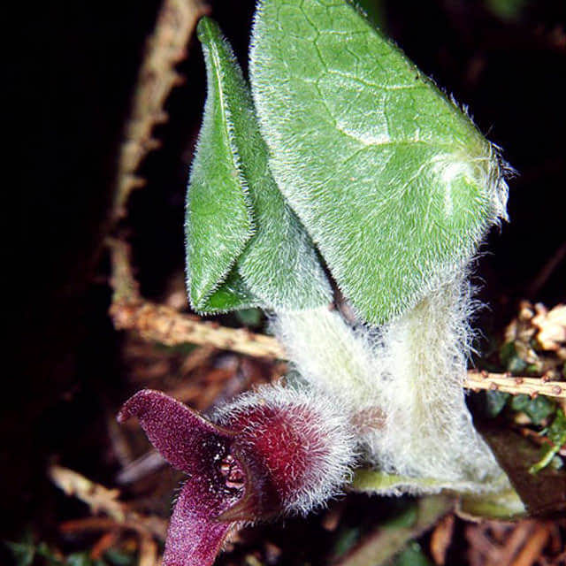 Asarum europaeum