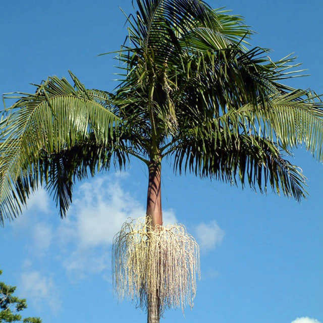 Archontophoenix cunninghamiana