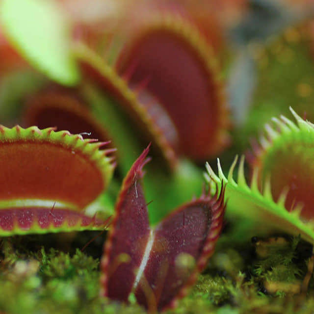 Dionaea muscipula