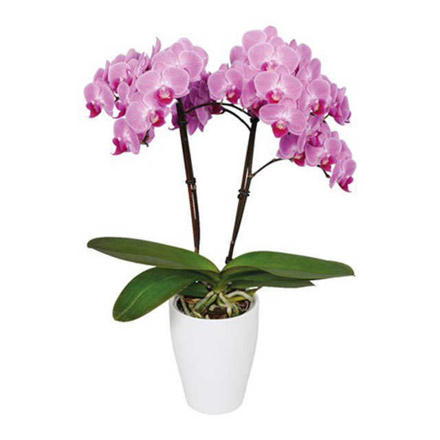Phalaenopsis Vienna