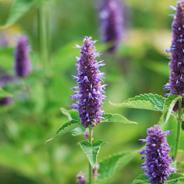 Agastache rugosa