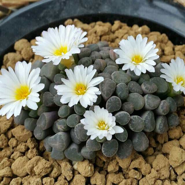 Frithia humilis