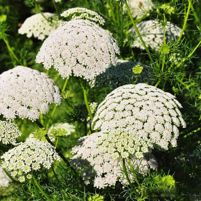 Ammi visnaga