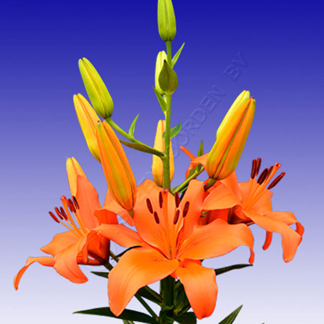 Lilium Brunello