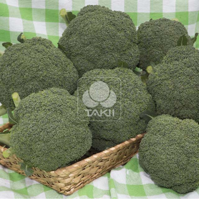 Broccoli Thunder Dome Sticky Leaves