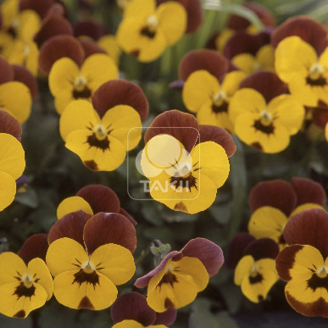 Viola cornuta Yellow Blotch Red Wing Leggy Stems