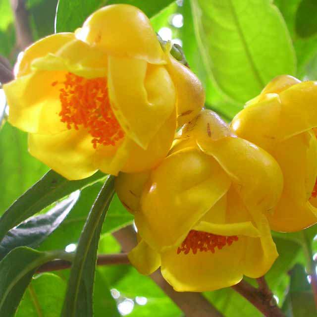 Camellia nitidissima