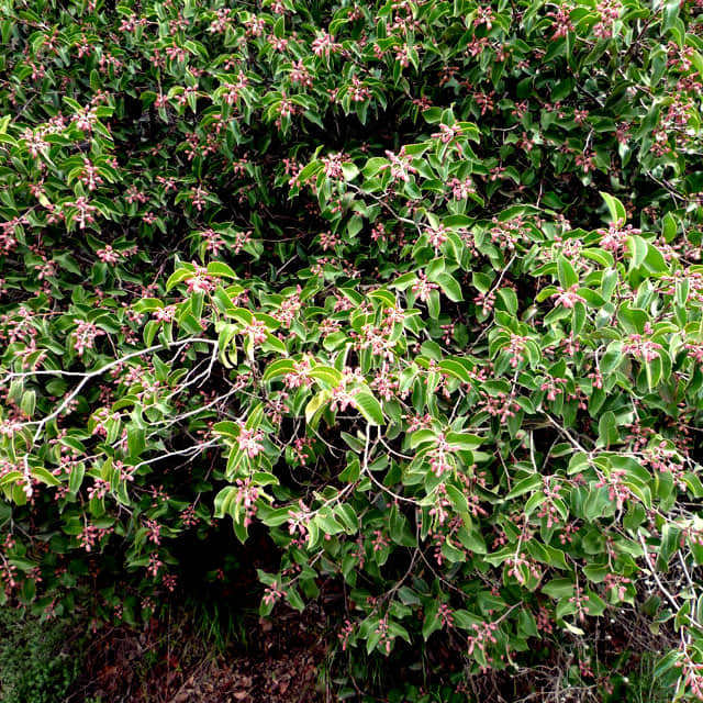 Rhus ovata Yellow Leaves