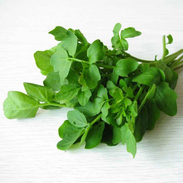 Nasturtium officinale