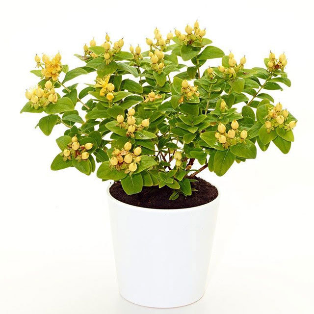 Hypericum Yellow Pearl