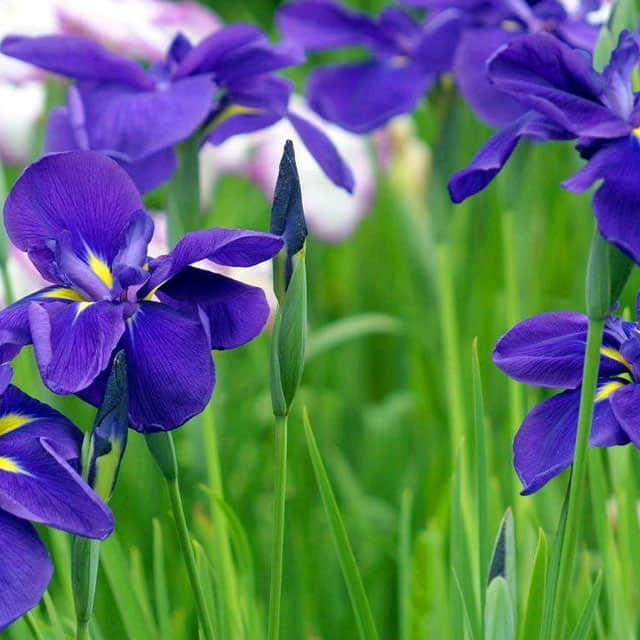 Iris laevigata