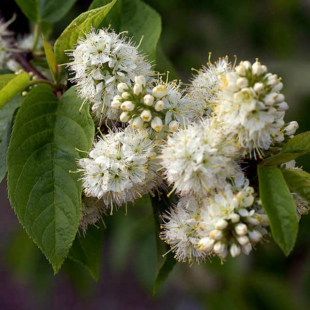 Prunus maackii