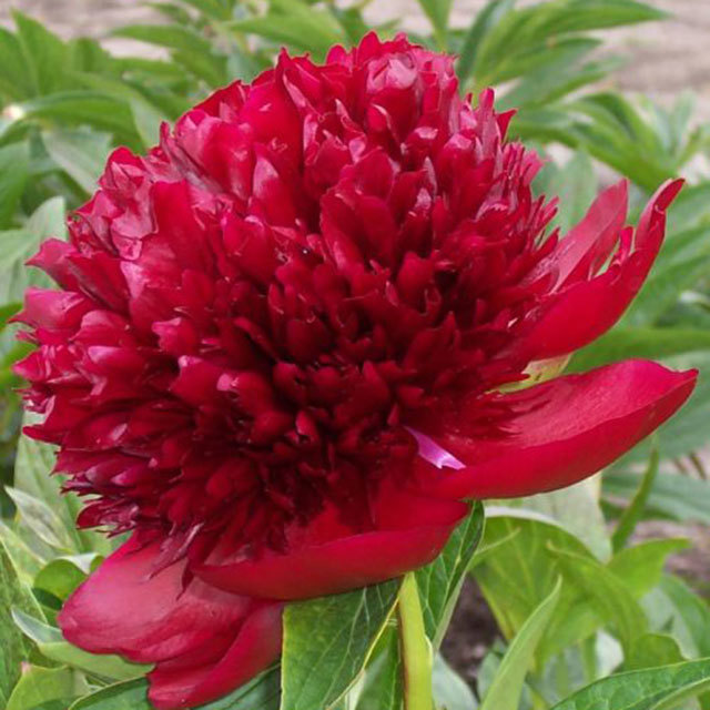 Paeonia suffruticosa Red Charm