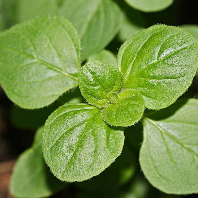 Origanum vulgare Sticky Leaves