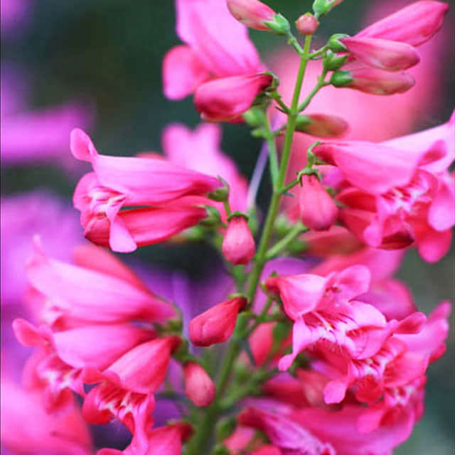 Penstemon barbatus