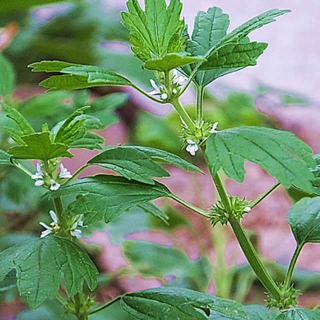Marrubium vulgare