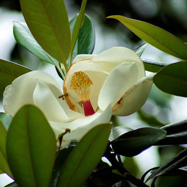 Magnolia grandiflora