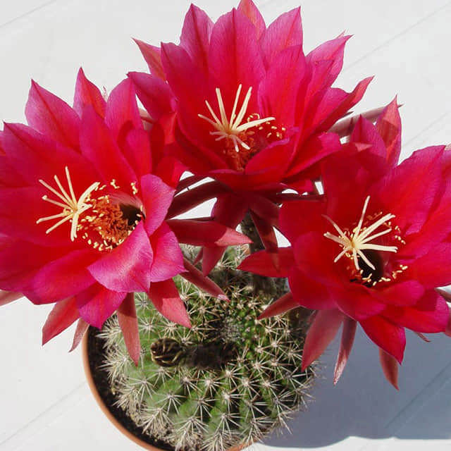 Echinopsis mamillosa
