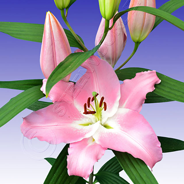 Lilium oriental Energetic