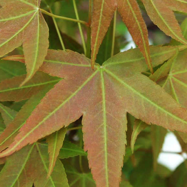 Acer