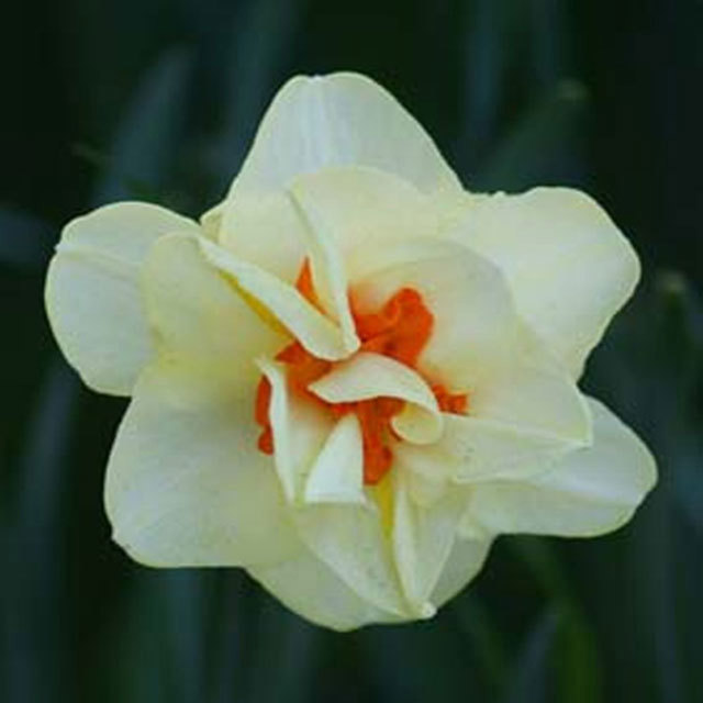 Narcissus Apotheosis