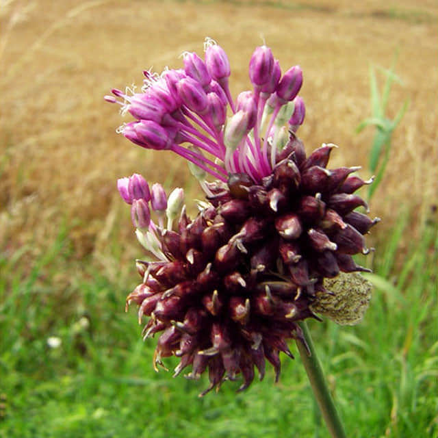 Allium vineale
