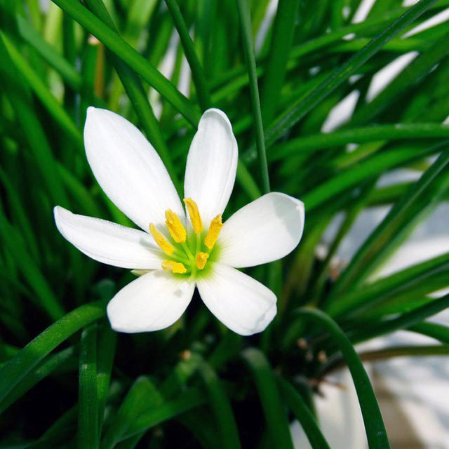 Zephyranthes candida