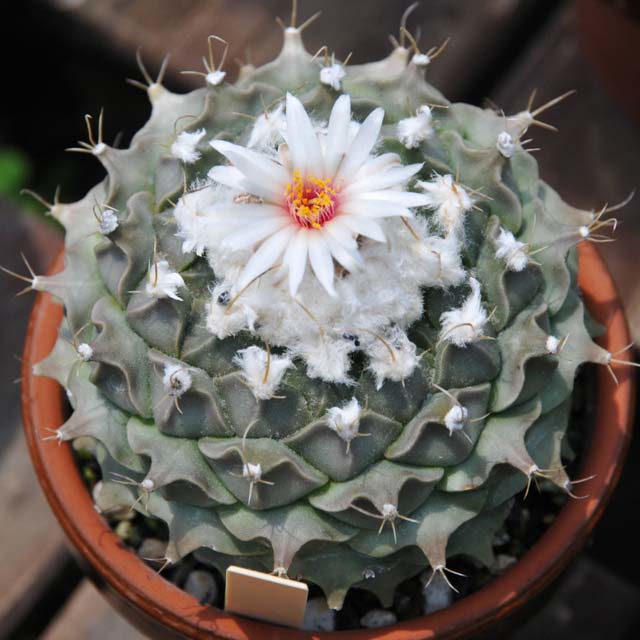 Obregonia denegrii White Cottony Spots
