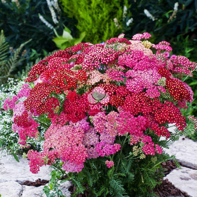 Achillea millefolium Summer Berries F2