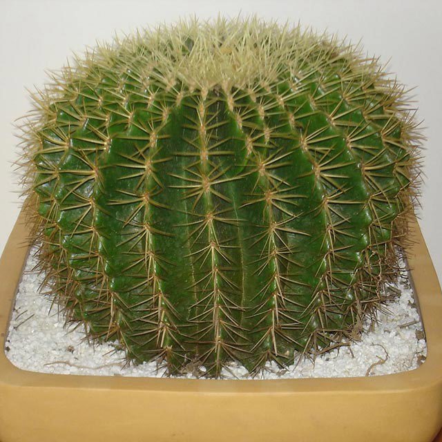 Echinocactus grusonii