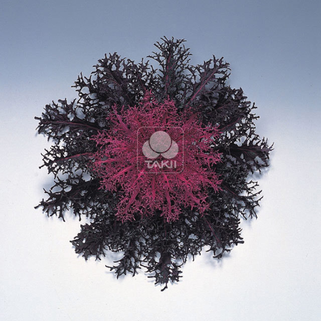 Brassica Peacock F1 Feather Red