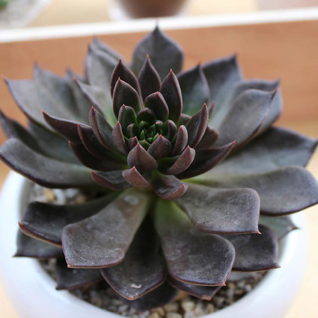 Echeveria Black Prince Brown Leaf Tips