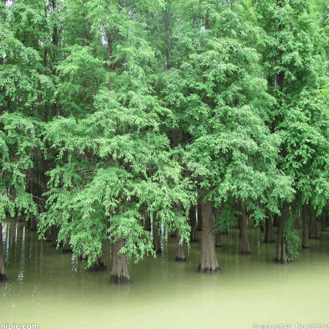 Dawn Redwood