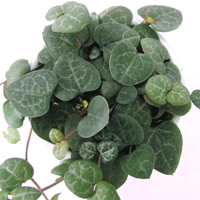 Ceropegia woodii