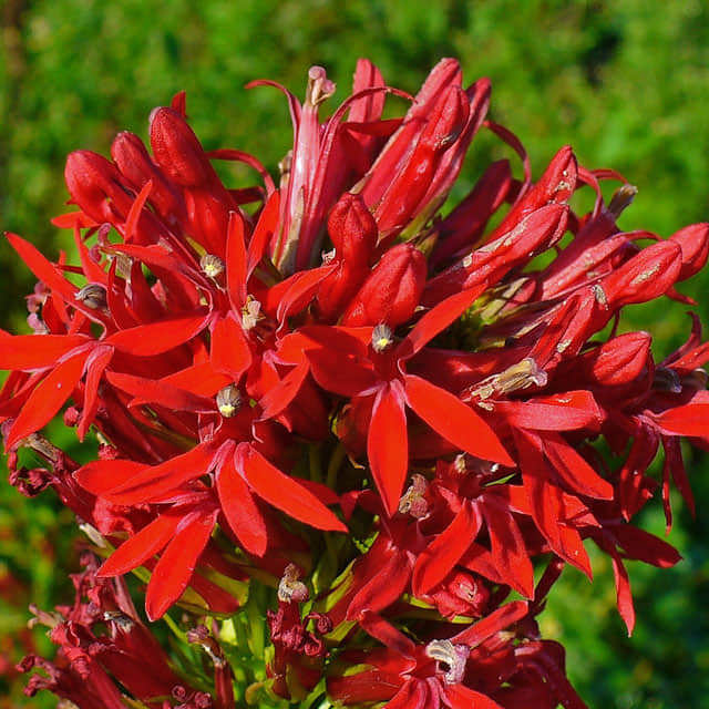 Lobelia cardinalis