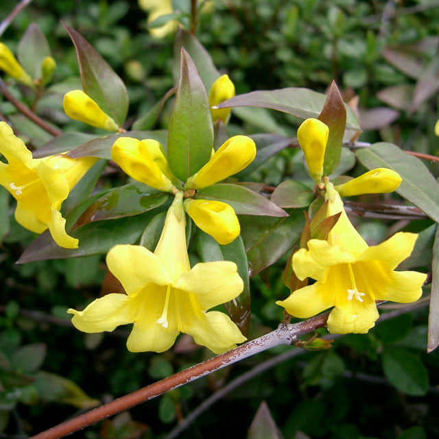 Gelsemium sempervirens